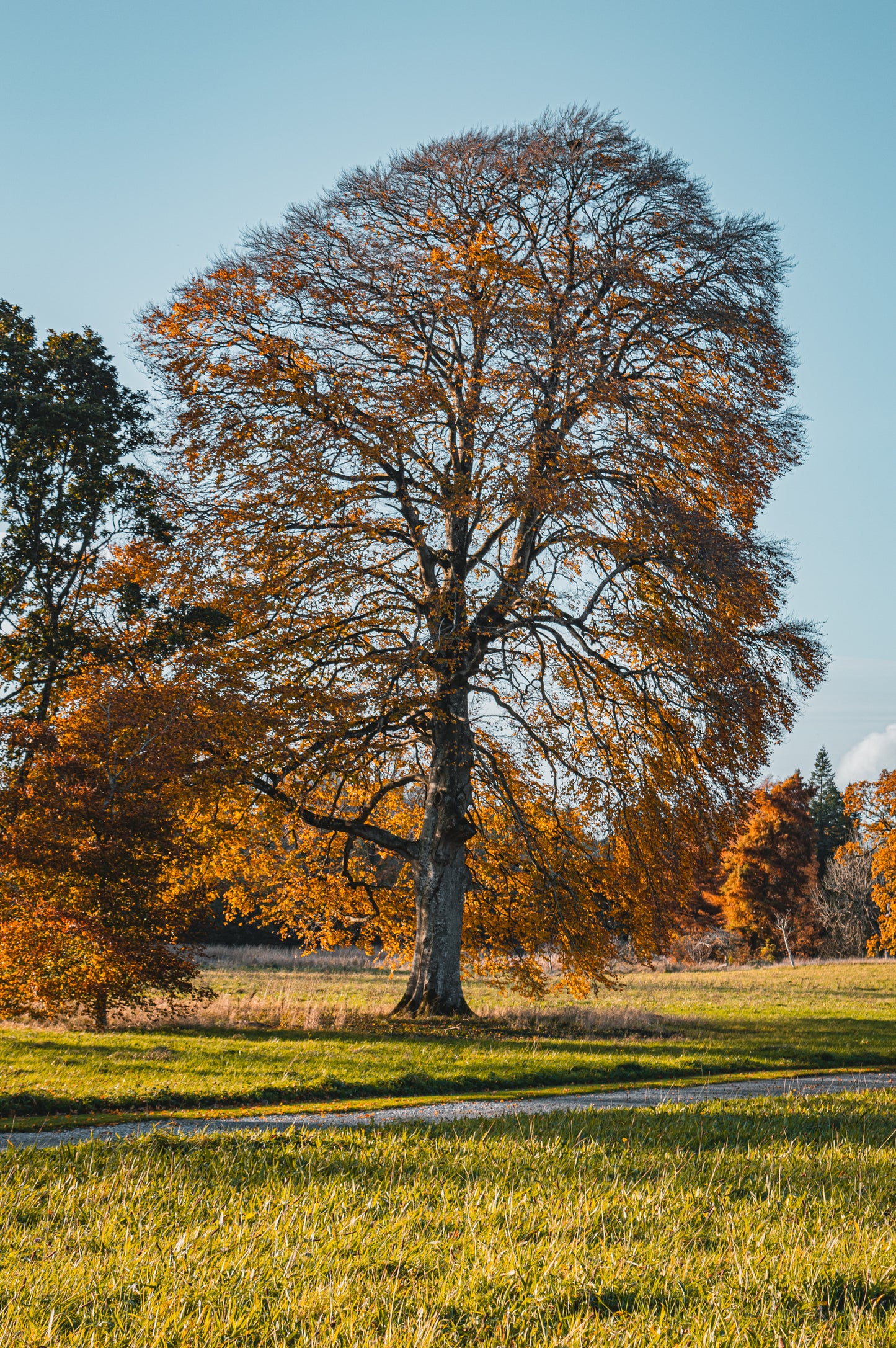 La douceur automnale de Birr Castle