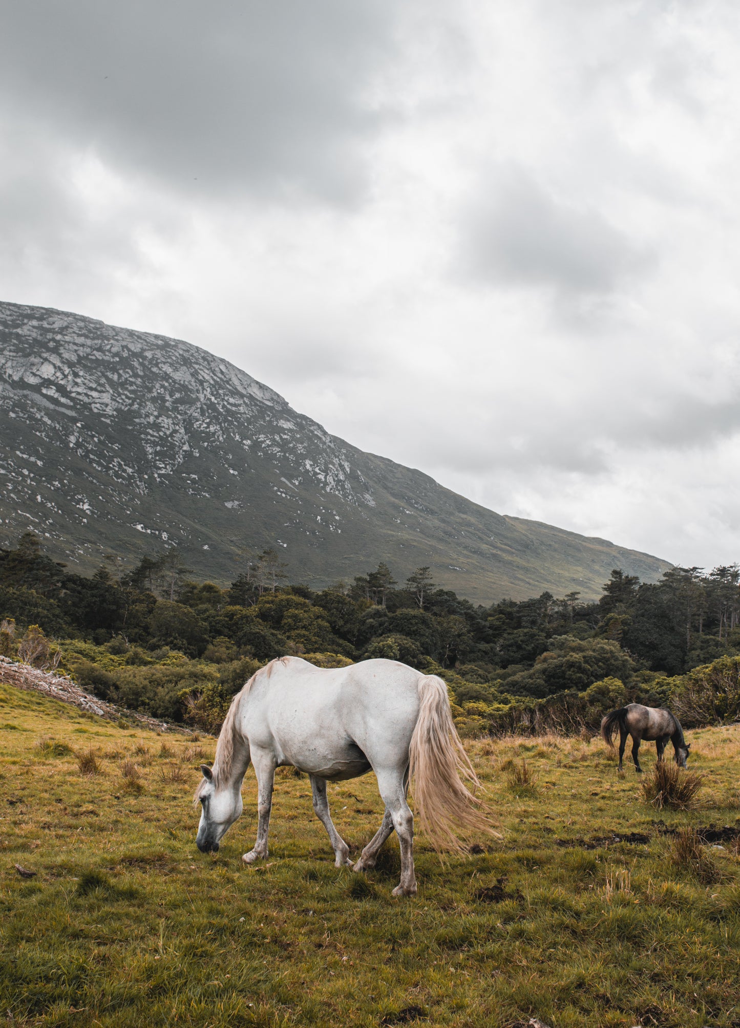 Les chevaux en Irlande