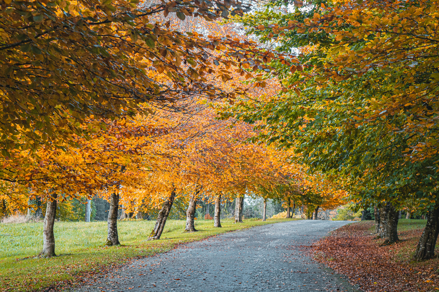 La douceur automnale de Birr Castle