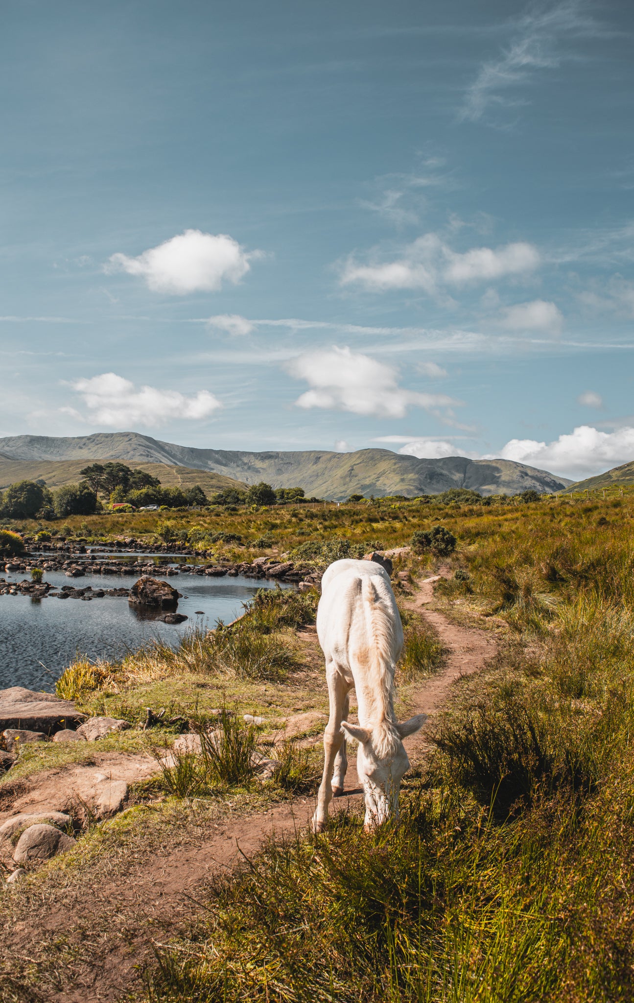 Les chevaux en Irlande