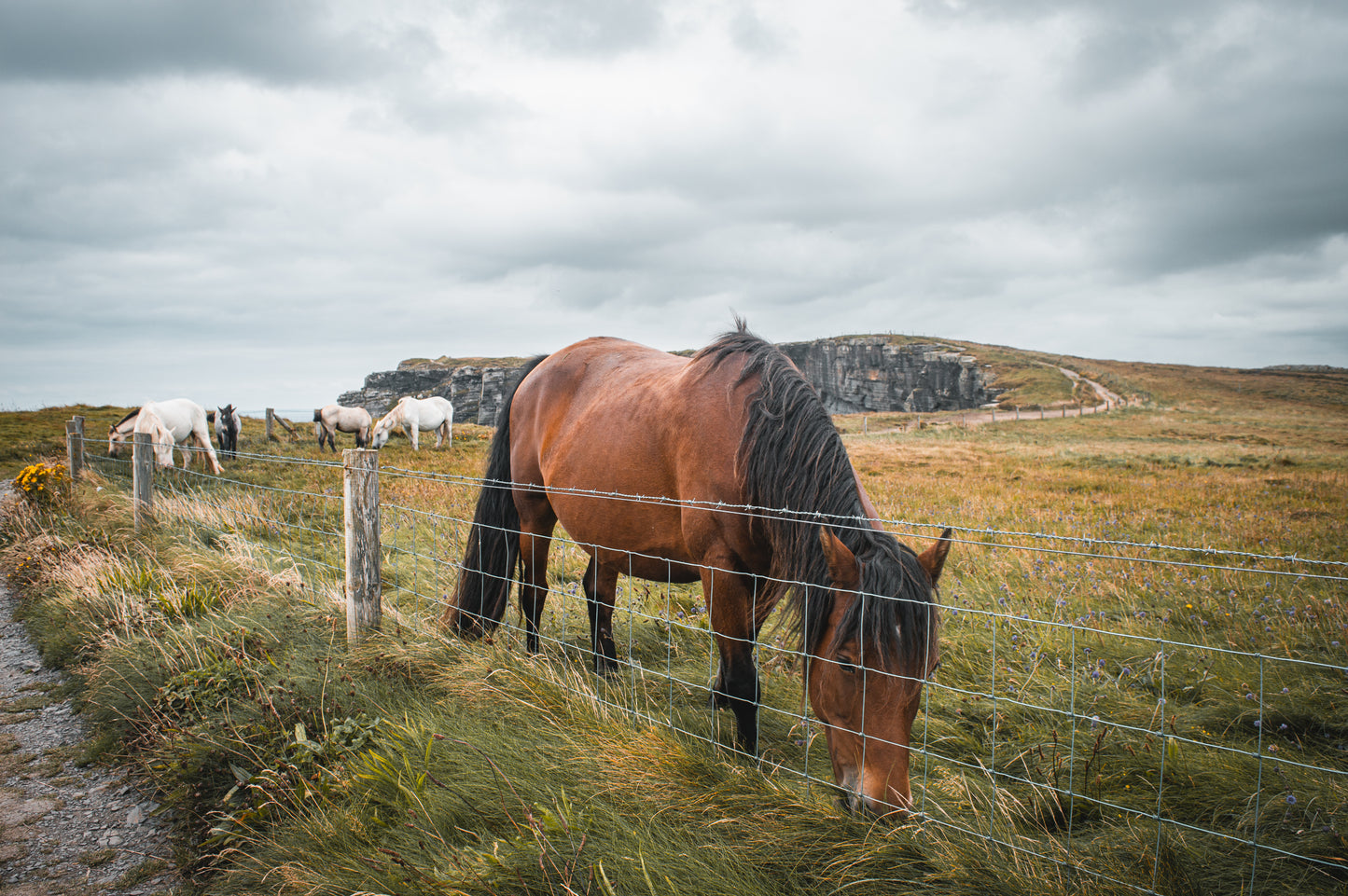 Les chevaux en Irlande