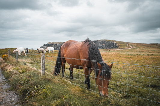 Les chevaux en Irlande