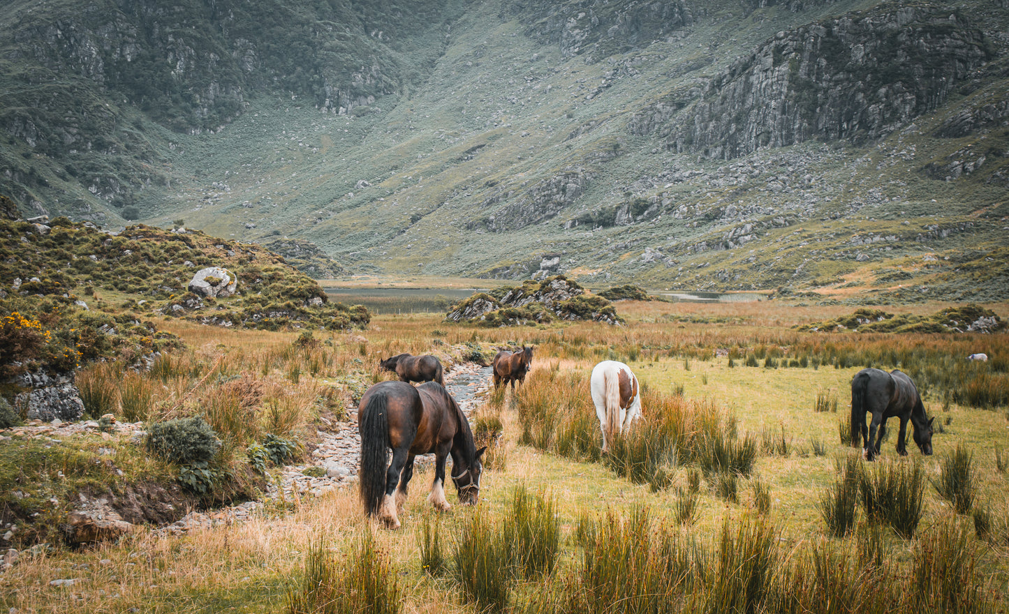Les chevaux en Irlande